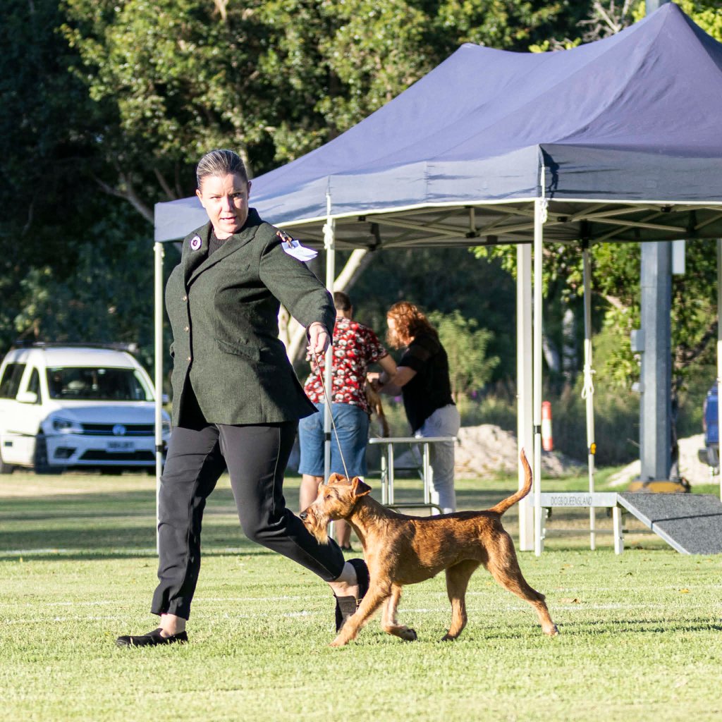 Braecrest Irish Terrier in the ring