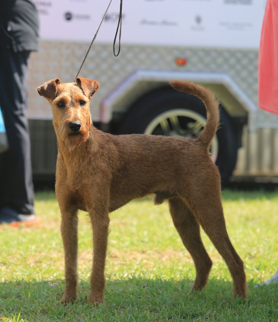 Braecrest Irish Terrier in landscape