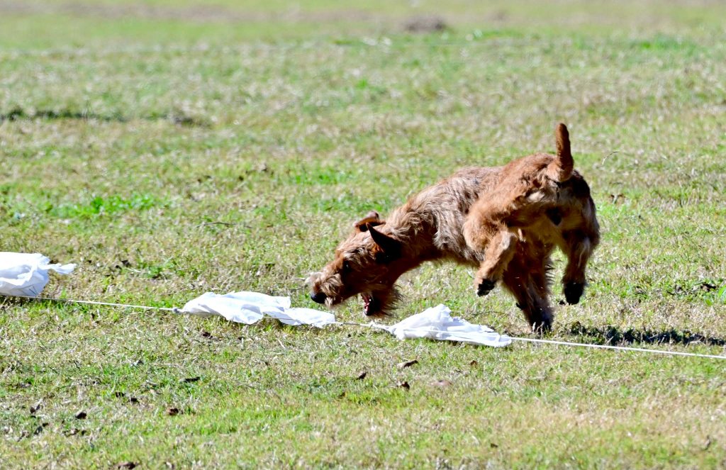 Irish Terrier — Lure Coursing at Full Speed