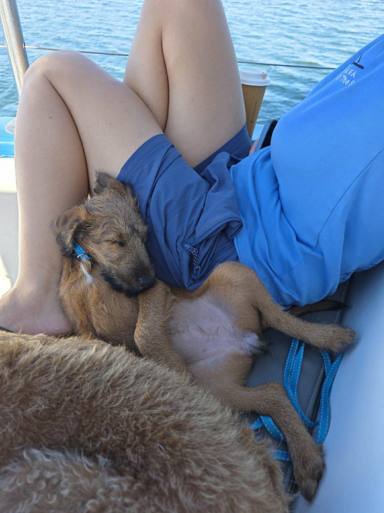 Braecrest puppy napping on the boat
