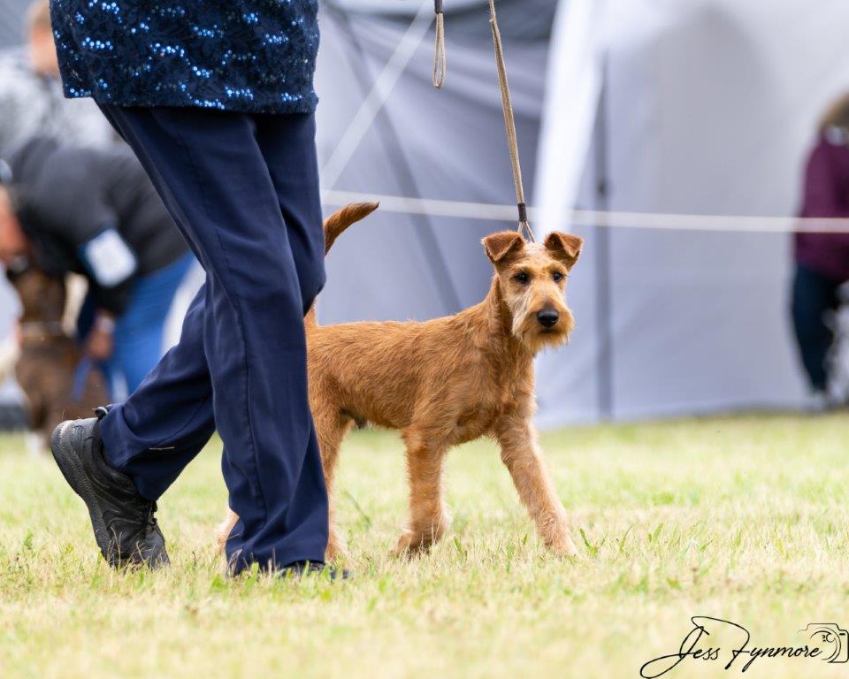 Aust Ch Tawnyoak Caspian — Show Ring