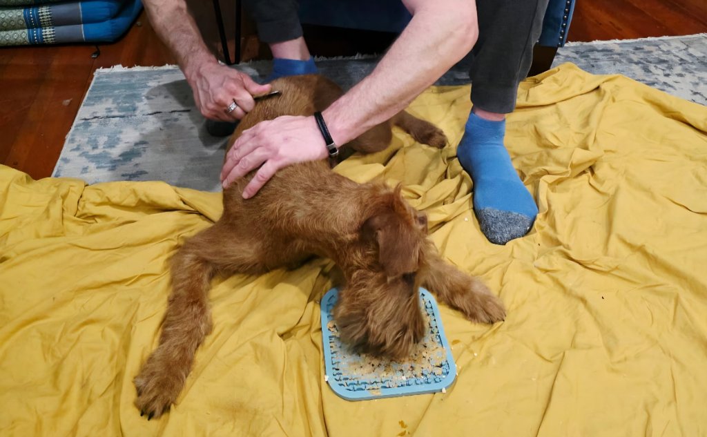 Irish Terrier grooming
