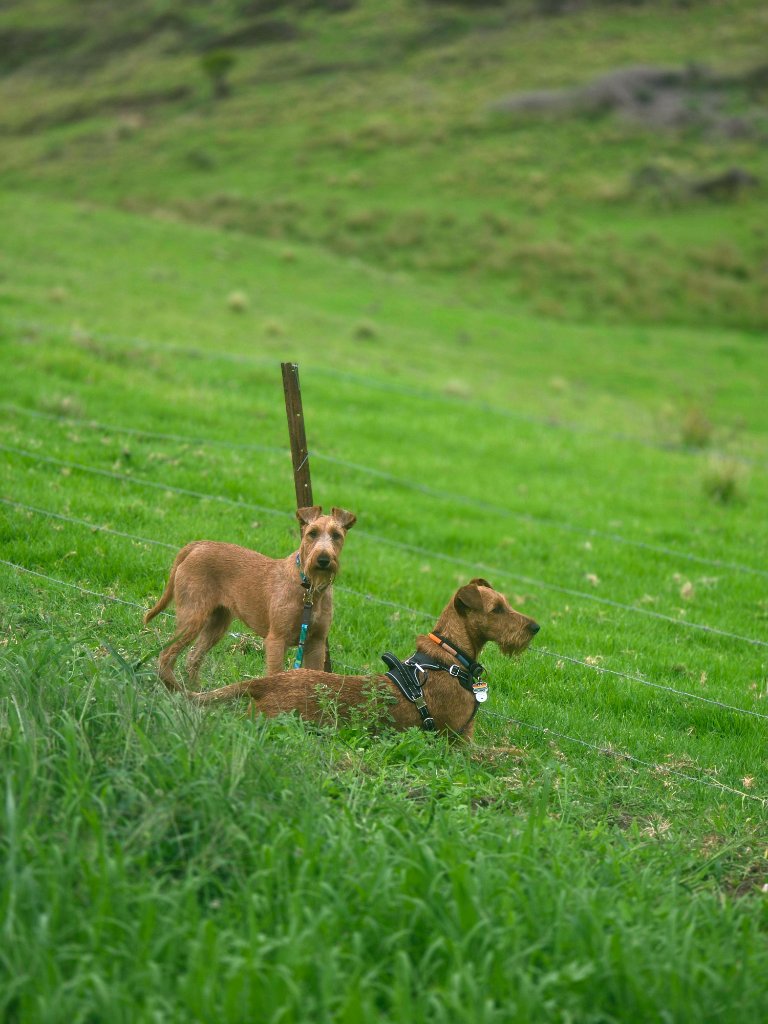 Braecrest dogs together