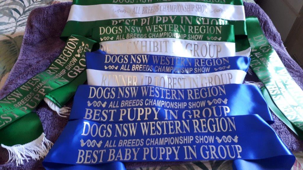 Dogs NSW Western Region — Best Puppy In Show