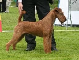 Harold — Irish Terrier Show Stack