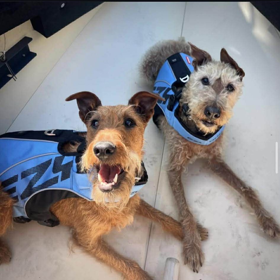 Braecrest Irish Terriers in life jackets — sailing crew