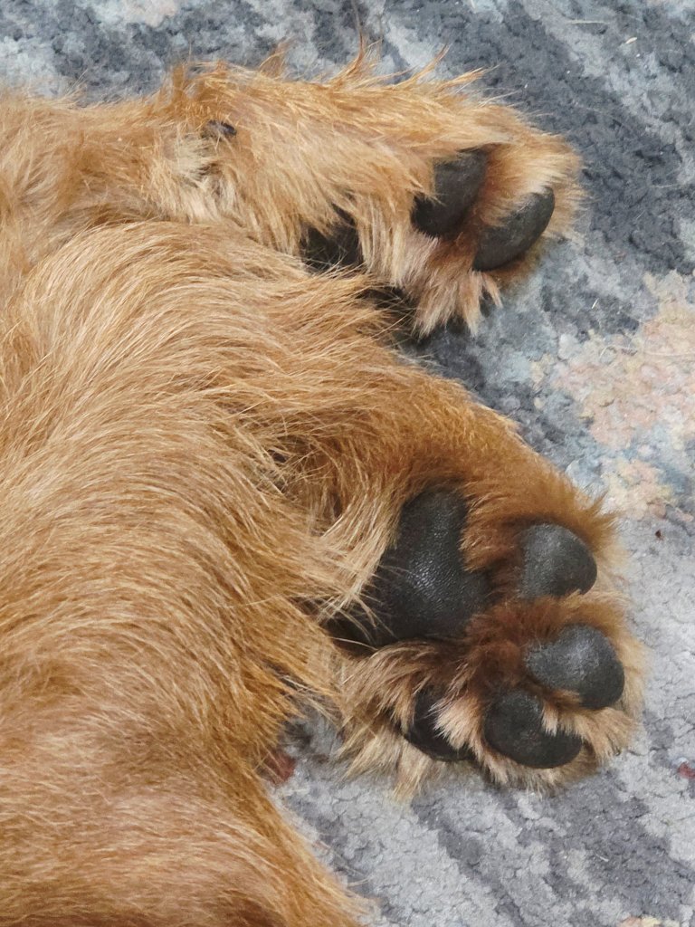 Braecrest Irish Terrier