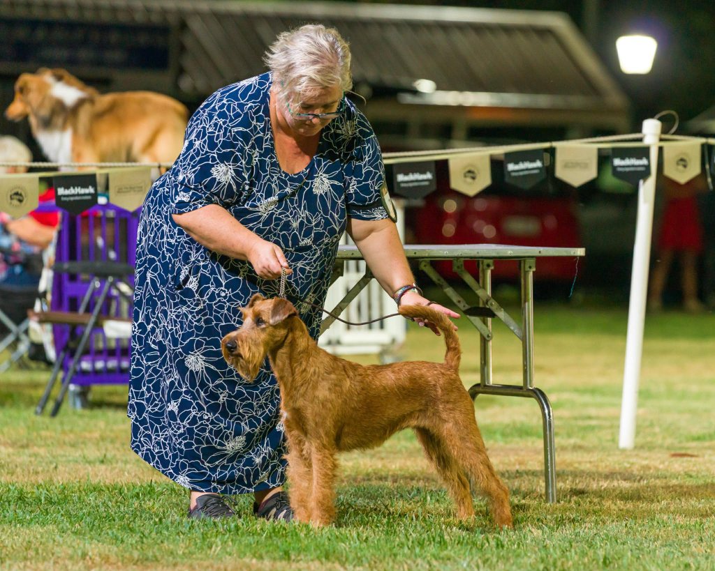 Braecrest Irish Terrier — Evening Show