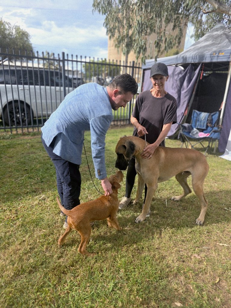 Braecrest Irish Terrier