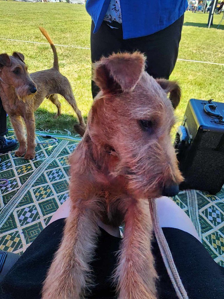 Braecrest Irish Terrier — Ringside