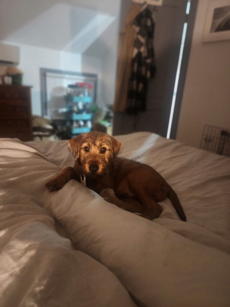 Braecrest puppy at home