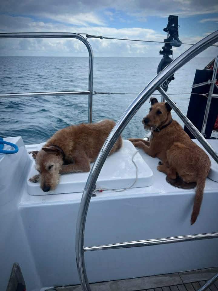 Braecrest Irish Terriers — sailing on the open sea