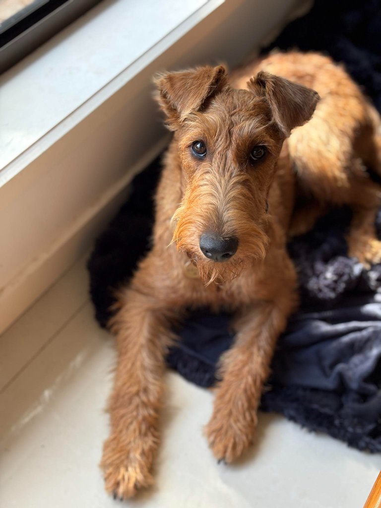 Braecrest Irish Terrier — at home