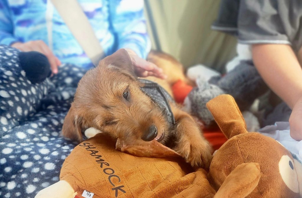 Braecrest Irish Terrier puppy with toy