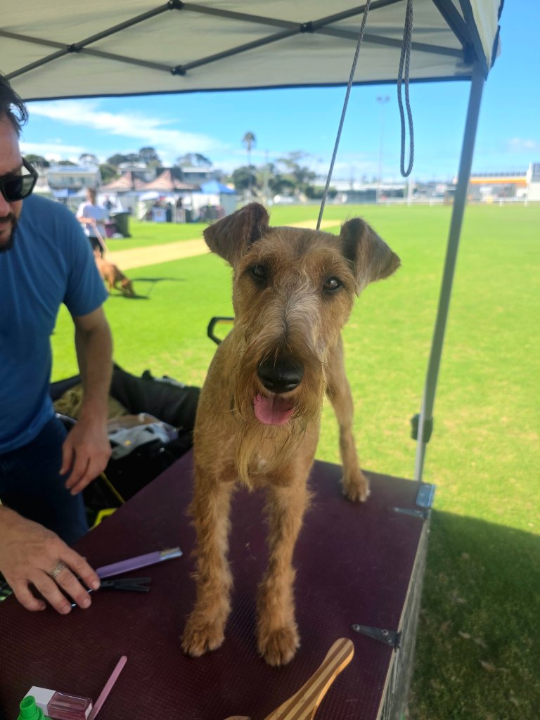 Braecrest Irish Terrier at Show