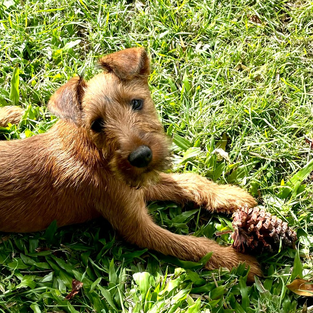 Braecrest Irish Terrier — portrait