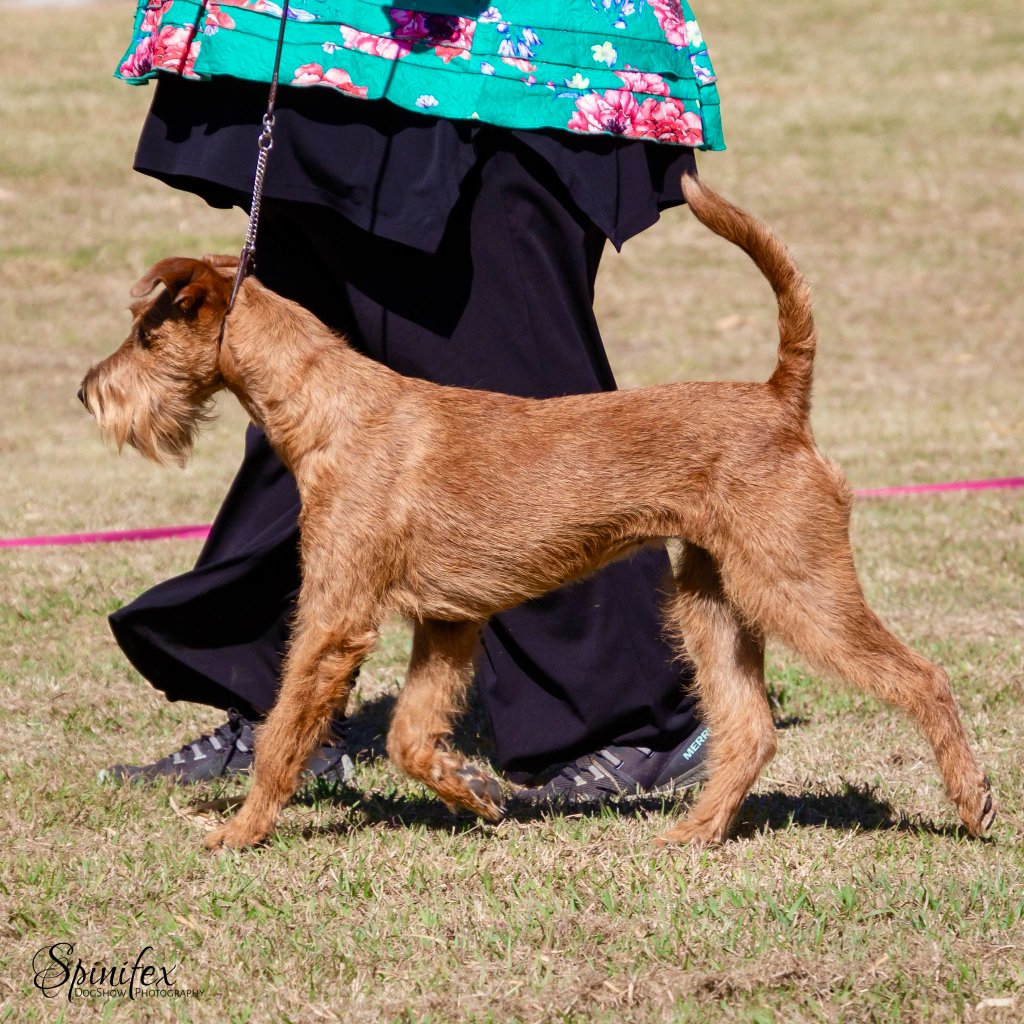 Braecrest Irish Terrier — Championship Show