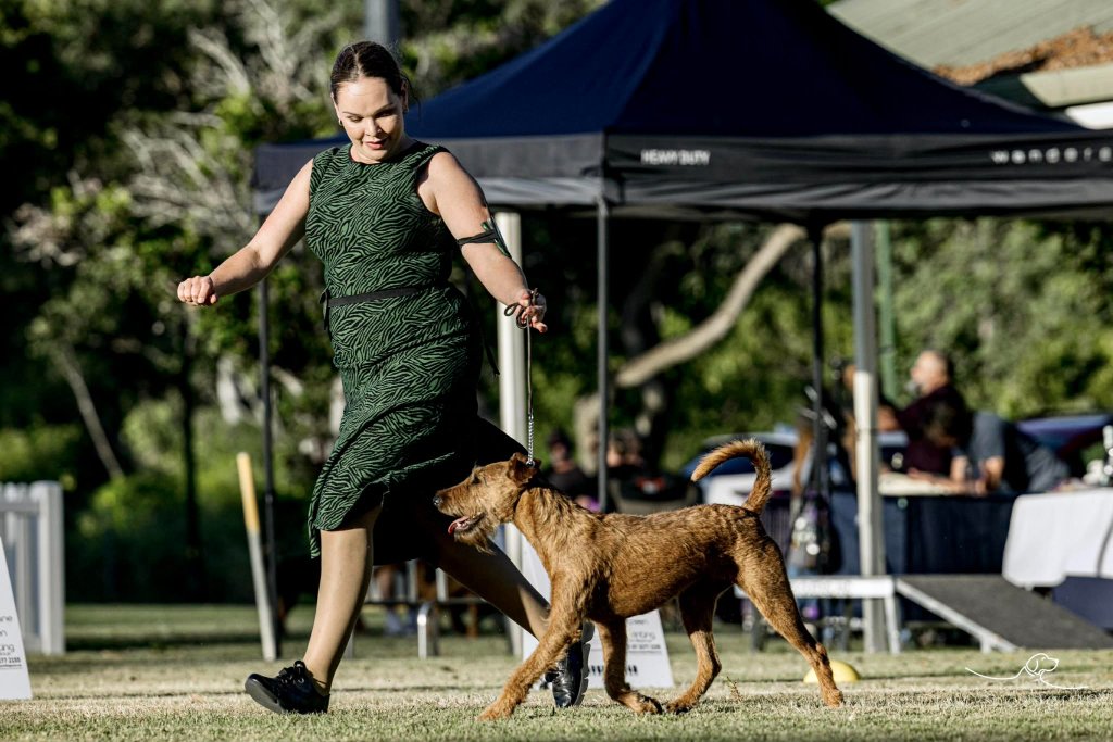 Braecrest Irish Terrier — Show Ring