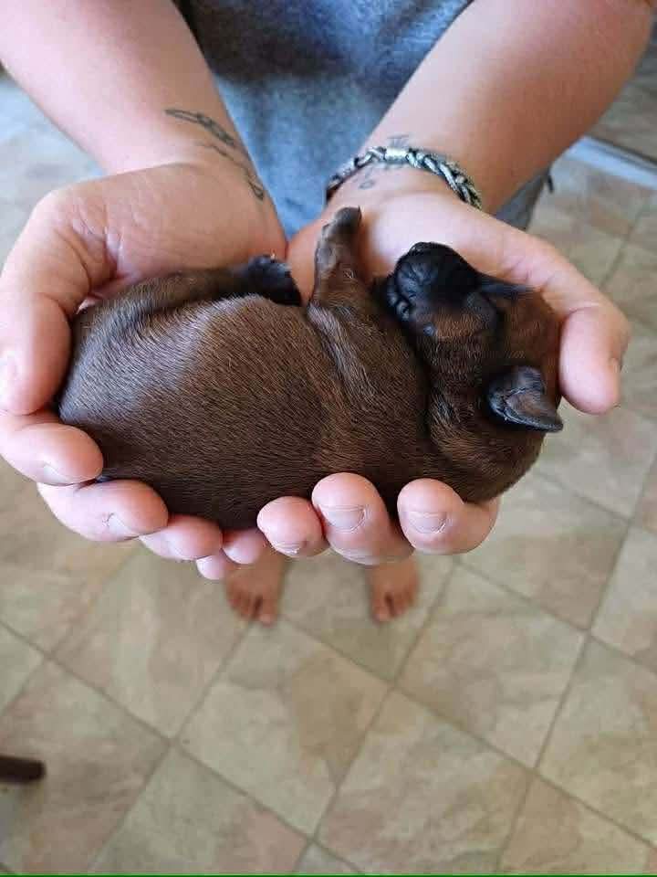 Braecrest Irish Terrier Puppies