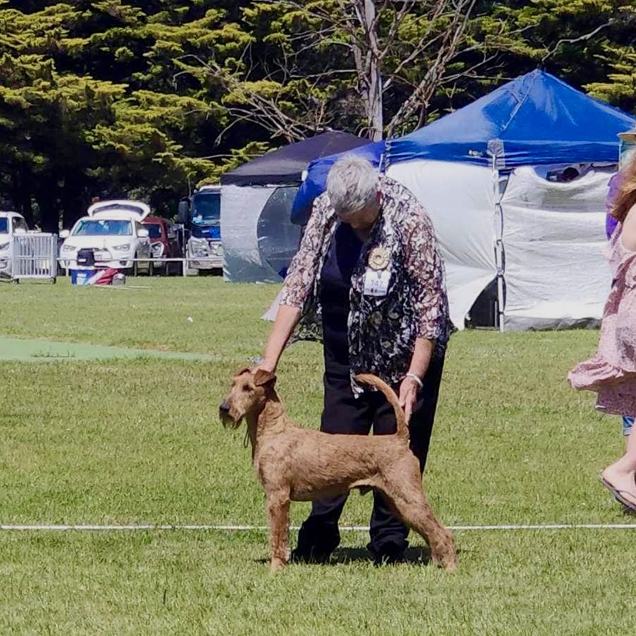 Braecrest Irish Terrier — Show Ring
