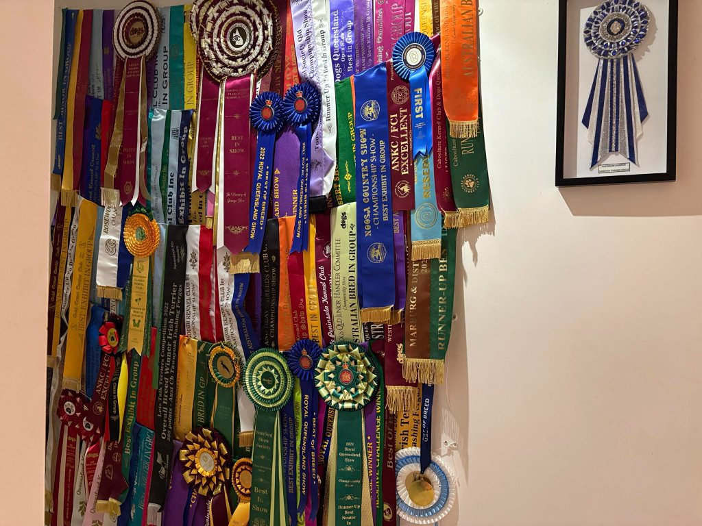 A wall of champion ribbons and rosettes