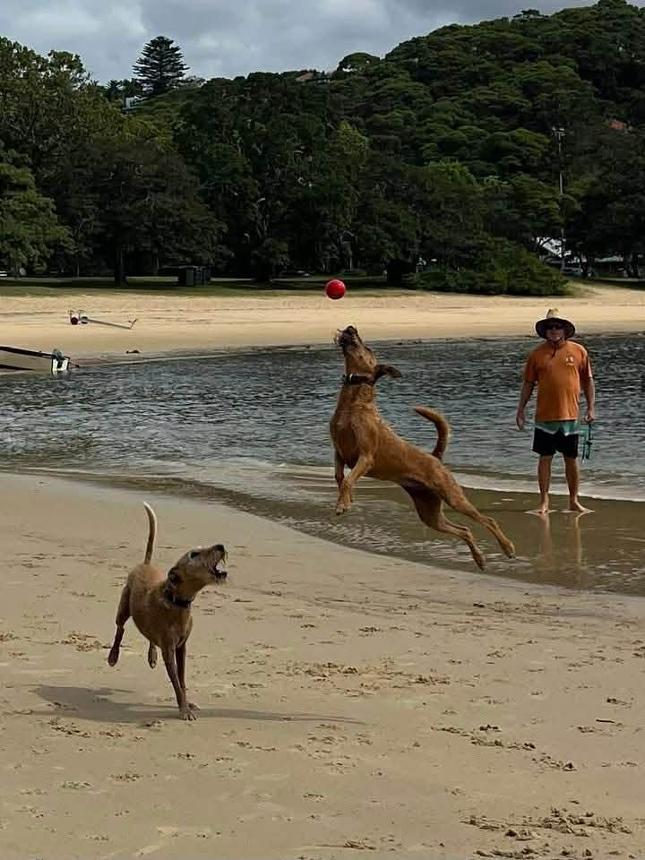 Braecrest Irish Terriers playing at the beach