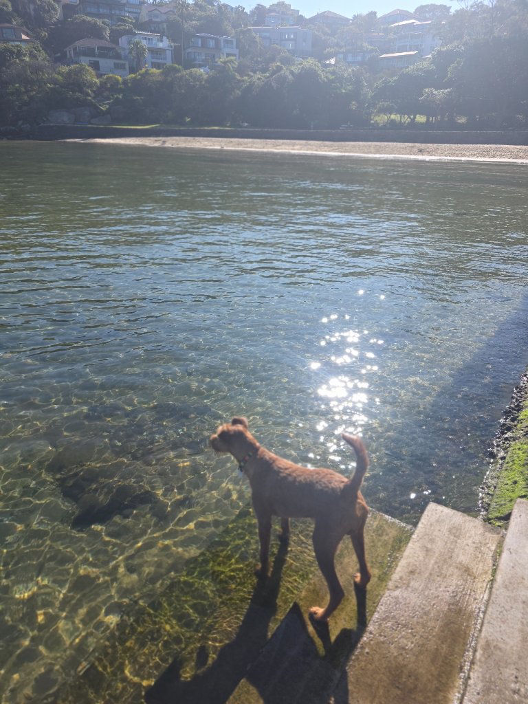 Braecrest Irish Terrier
