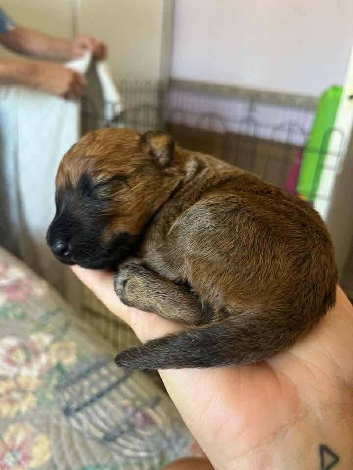 Braecrest Irish Terrier puppy