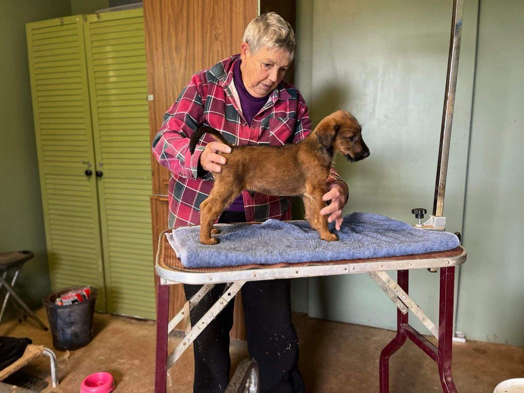 Pam with a Braecrest puppy on the grooming table