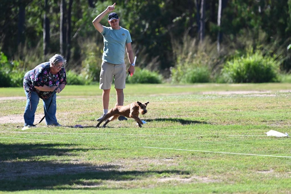 Irish Terrier — Lure Coursing at Speed