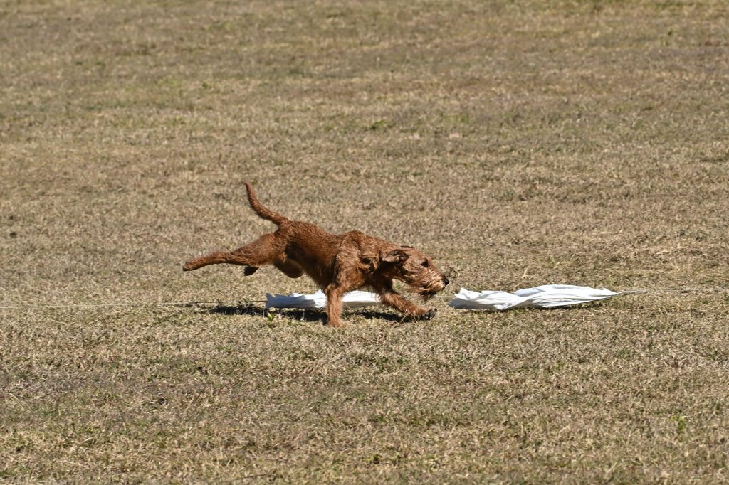 Irish Terrier — Lure Coursing