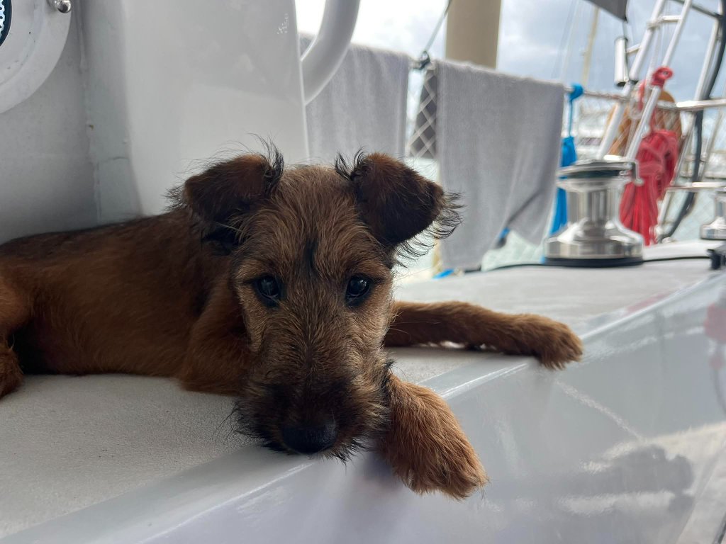 Braecrest puppy on the high seas