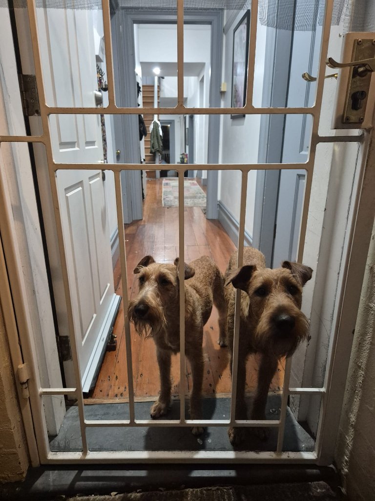 Braecrest Irish Terriers — Irish Terrier Club