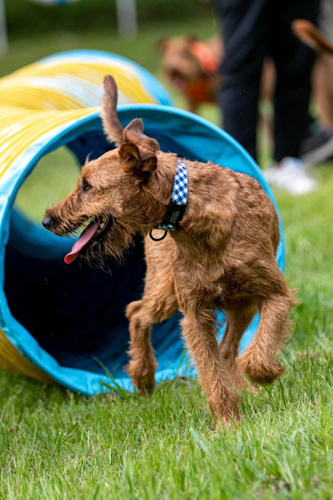 Braecrest Irish Terrier — Night Show