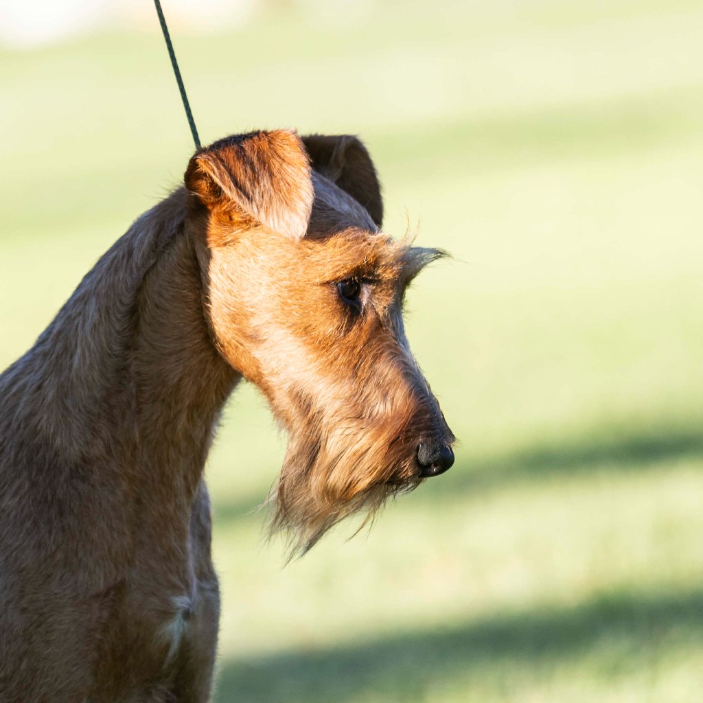 Braecrest Irish Terrier — show profile