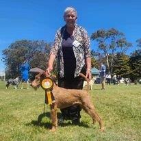 Pam — Best In Group rosette