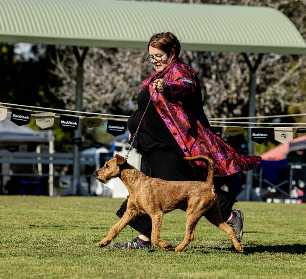 Braecrest Irish Terrier — Show Ring