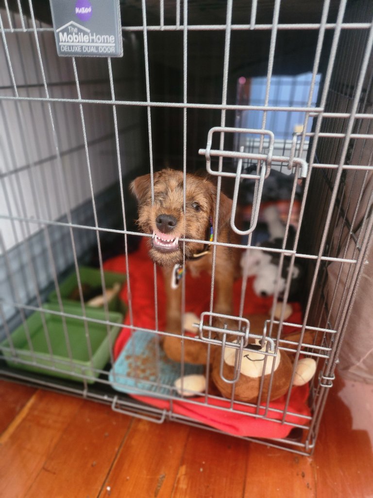 Braecrest Irish Terrier