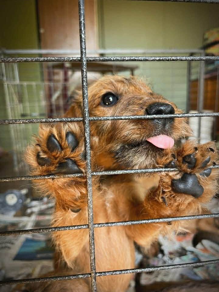 Braecrest puppy — let me out!