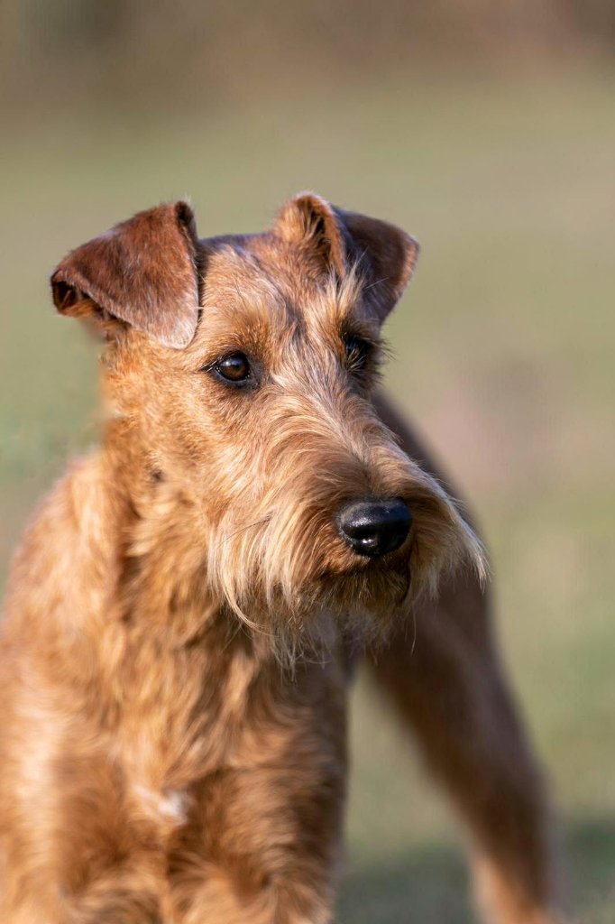 Championship Show — Irish Terrier Class