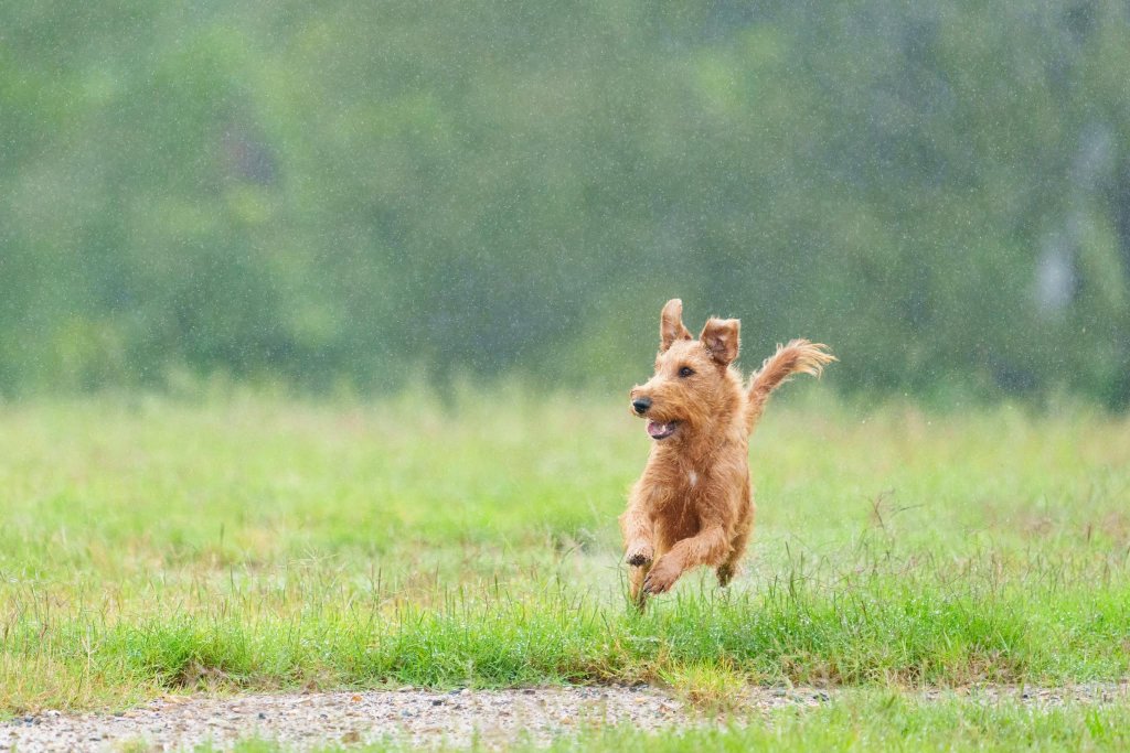 Irish Terrier — Running Free in the Rain