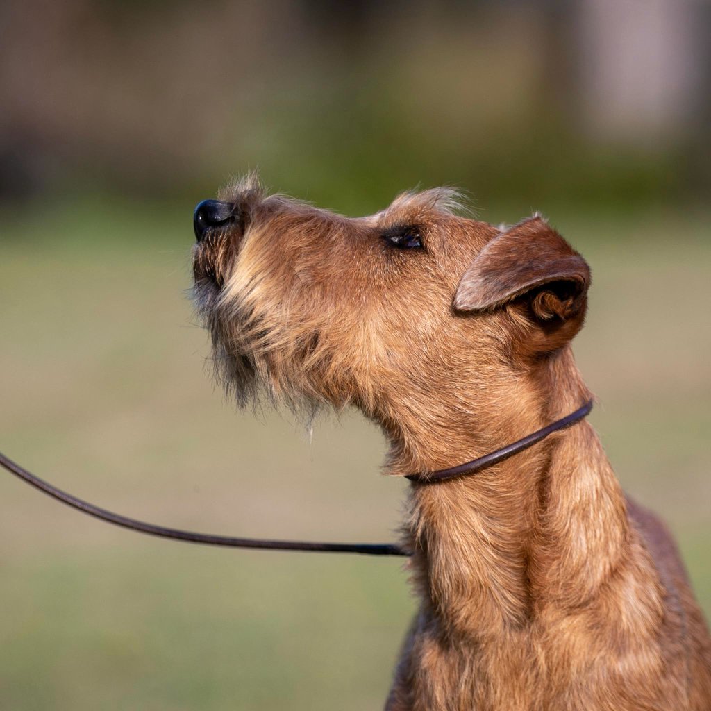 Championship Show — Irish Terrier Class