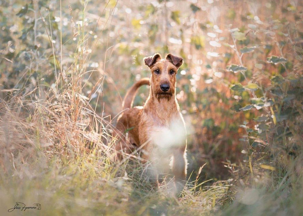Irish Terrier — In the Fields