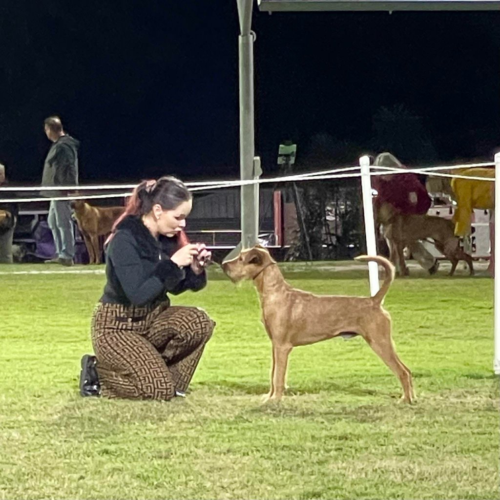 Braecrest Irish Terrier — Evening Show