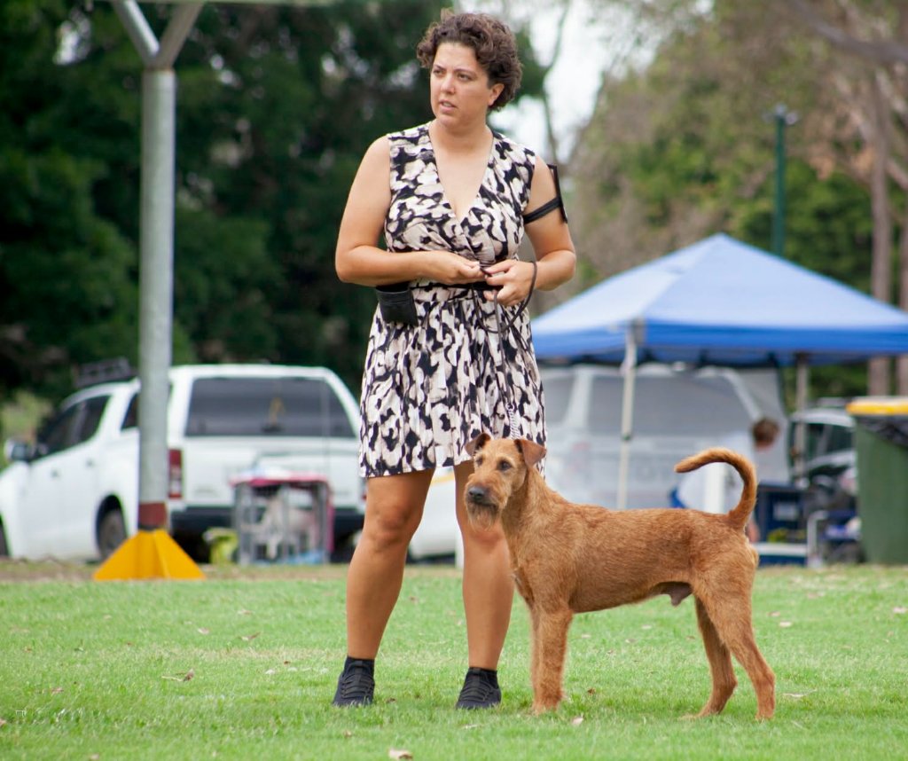 Braecrest Irish Terrier — Championship Show