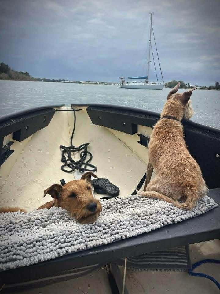 Braecrest Irish Terriers aboard — sailing into the harbour