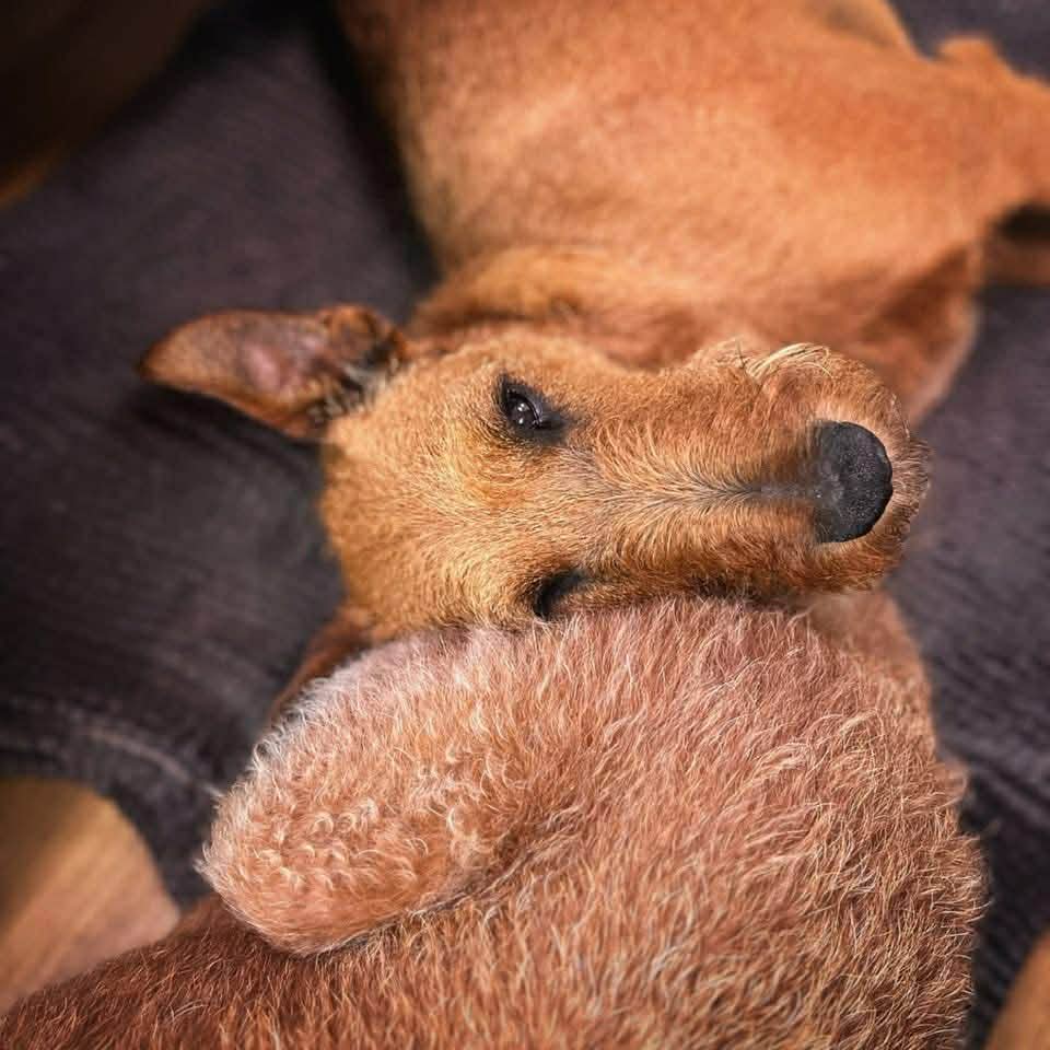 Braecrest Irish Terrier — snuggled up