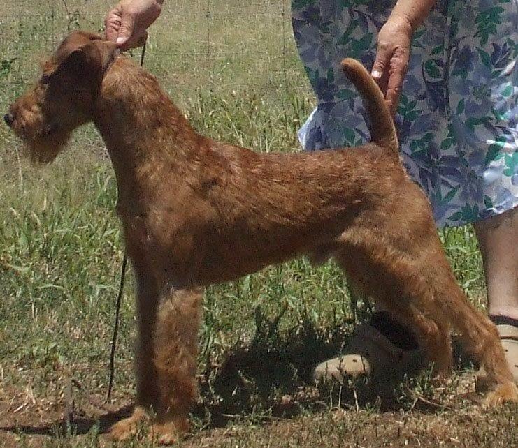 Beckham — show stack in the paddock