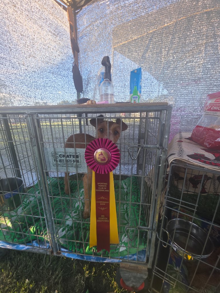 Braecrest Irish Terrier — Show Ring