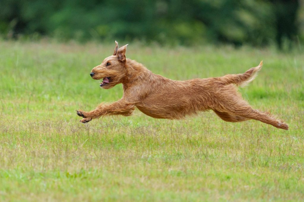 Irish Terrier — Flying Through the Air